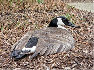 Goose nesting in an interior courtyard