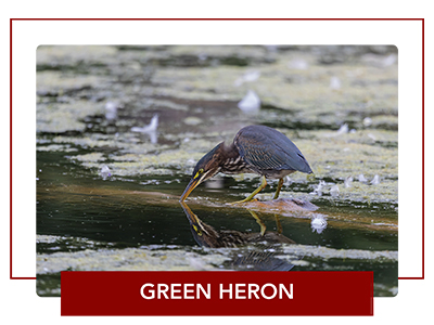 Green heron