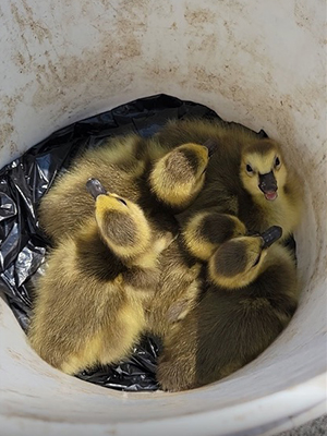 Moving goslings in an open air container