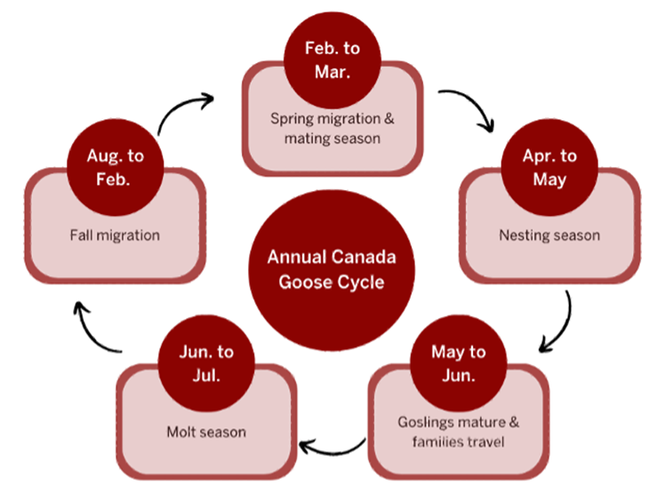 Annual Canada Goose Cycle graphic