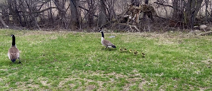 Family of geese on property