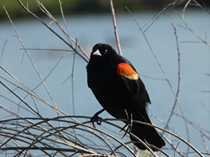 Male red-winged blackbird with orange patch
