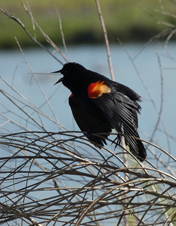 Red-winged blackbird display & song