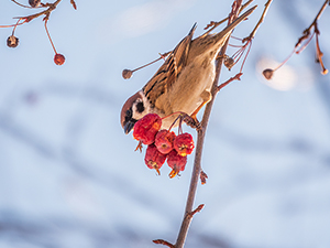 Sparrow eating apple