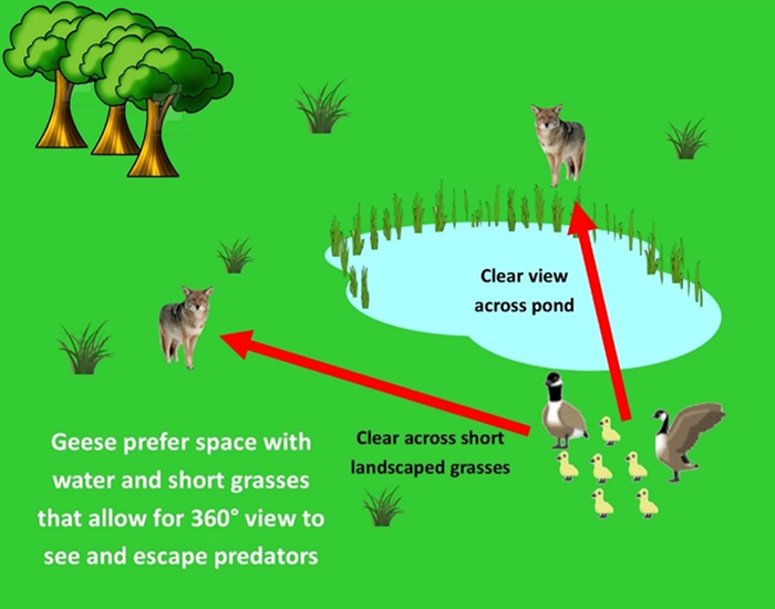 Ideal sites for geese graphic