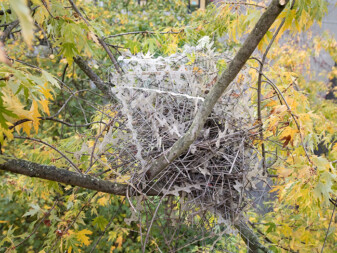 Magpie nest built with anti-bird spikes