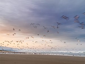 Birds at a beach