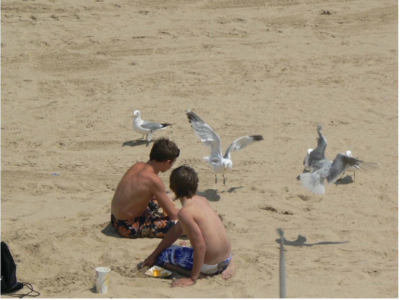 Birds attacking beachgoers
