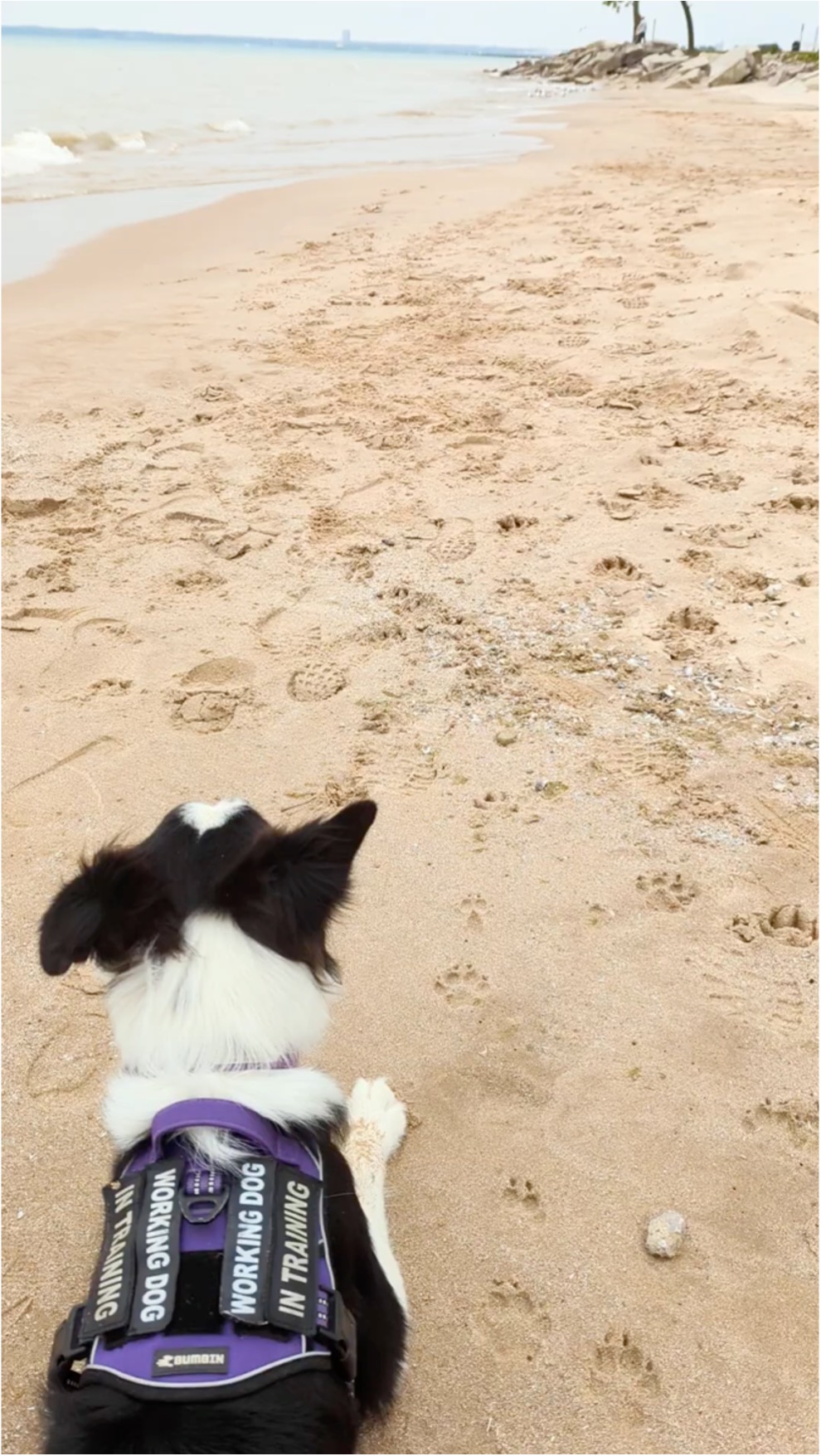 Border Collie patrolling beach