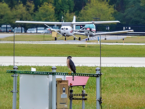 Cooper's hawk standing on airfield equipment