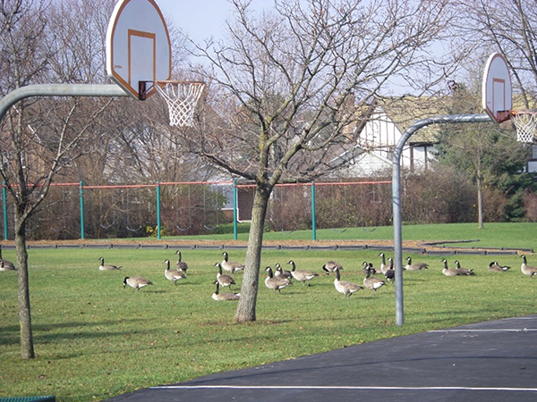 Geese at a basketball court
