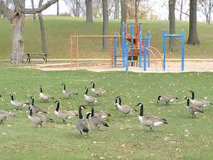 Geese on school grounds