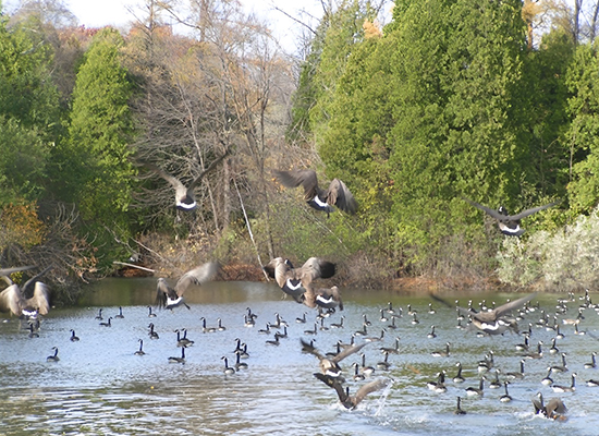 Flock of geese in a pond