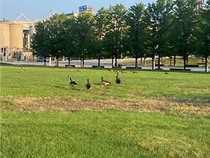 Geese settling on a field of grass