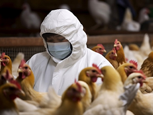 Checking chickens for avian flu
