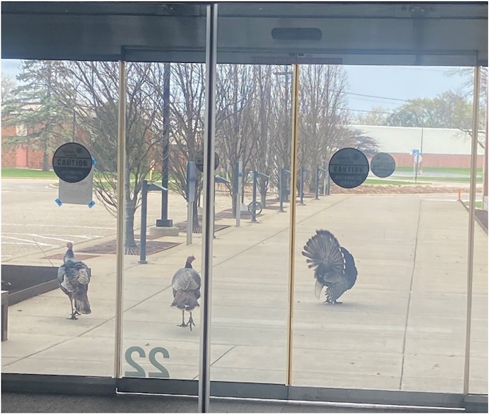 Loitering turkeys outside building