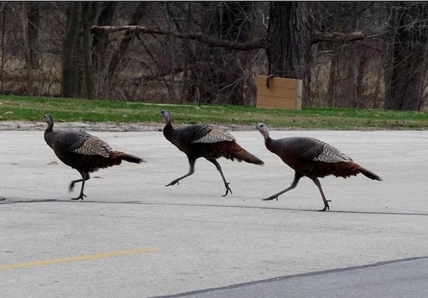 Crossing turkeys