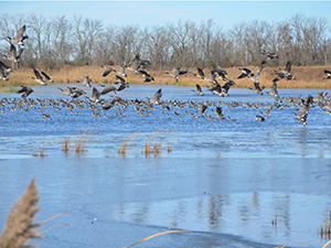 Geese during mild winters