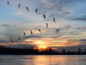 Birds flying over a sunset background