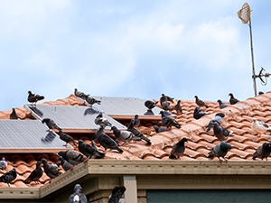 Rooftop birds